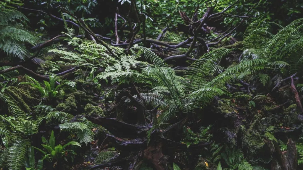 Dichtes Farngestrüpp zwischen dunklen Wurzeln in einem schattigen Wald
